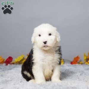 Cameron, Old English Sheepdog Puppy